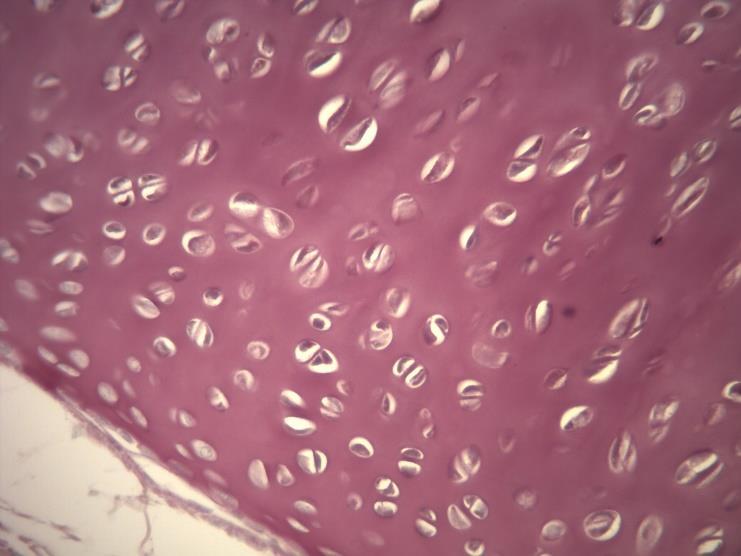 Nas preparações em HE, a coloração é devida principalmente aos glicosaminoglicanos, a zona ao redor das lacunas, é rica em proteoglicanas, corando-se mais intensamente pela