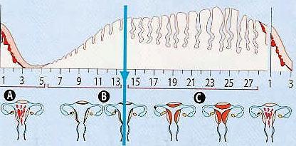 1.4. Seleciona a opção que permite preencher os espaços e obter uma afirmação correta. O ovário segrega hormonas que vão atuar sobre o útero.