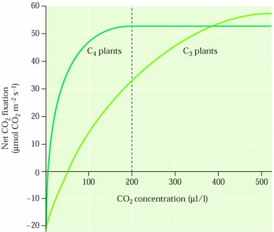 Fotossíntese líquida Efeito do CO 2 *As espécies com metabolismo C4 necessitam de menos rubisco que