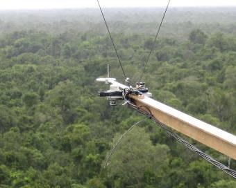 Reflorestamento: Seqüestro estro de Carbono: 1.