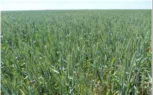No Distrito Federal, a área cultivada com trigo será de 0,9 mil hectares, com produtividade média estimada em 6.000 kg/ha, configurando, portanto, uma produção estimada de 5,4 mil toneladas.