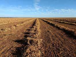 O feijão de terceira safra reduziu sua área em 9,9%, pois o produtor optou pelo cultivo do milho, além dos preços menos atrativos no momento do plantio.