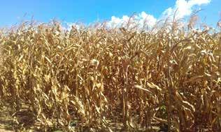 Na Paraíba, devido às precárias condições climáticas nas cinco últimas safras, com drásticos prejuízos na produtividade, a cultura do milho vem reduzindo a área plantada.