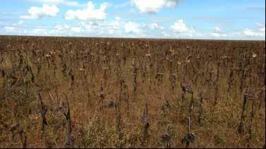 9.1.5. Girassol A colheita da lavoura do girassol atinge 20% da área semeada até o fechamento de junho. A maior parte dos trabalhos serão concentrados em julho, quando finaliza a colheita.