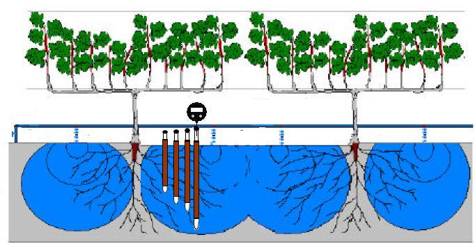 34 O tempo de irrigação foi calculado considerando a eficiência do sistema de irrigação por gotejamento, o espaçamento da cultura, o coeficiente de localização e o número de emissores por planta,