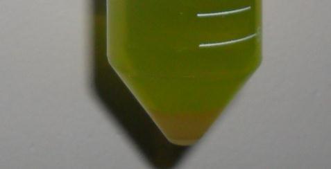 (C), adição de éter (D), seiva (coloração amarela) e éter (coloração verde) após extração (E). 3.