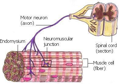 10/43 Excitação do Músculo Esquelético A Unidade Motora Junção Neuromuscular