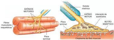 Excitação do Músculo Esquelético