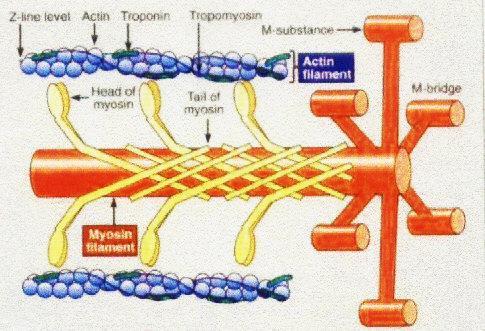 Mecanismo Molecular da