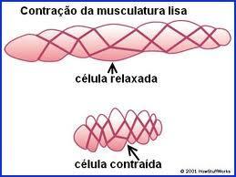 Músculos Lisos Seqüência da Contração