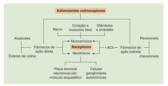 Fármacos colinomiméticos Estimulantes da acetilcolina