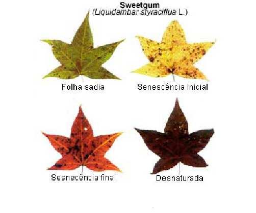 Folhas de Liquidambar styraciflua L.