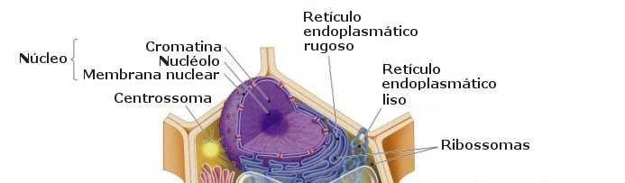 Célula