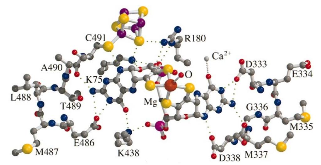 Além do átomo de tungstênio e do cluster [4Fe-4S], íons