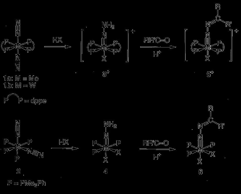 O mecanismo proposto para a redução do N 2 à amônia foi feito com base em estudos de complexos organometálicos-modelo