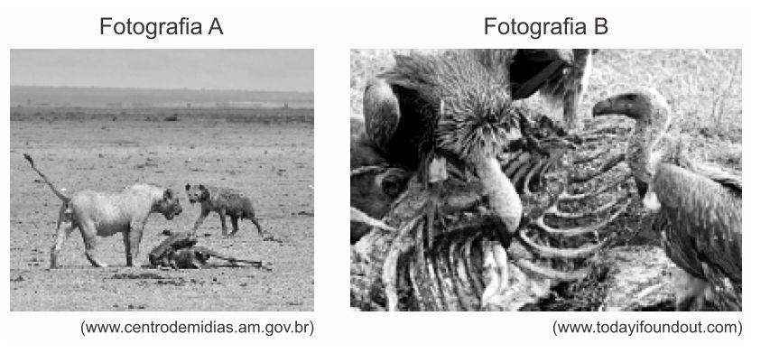 a) Admita que, após a cena retratada em A, a hiena consiga se alimentar do gnu abatido pela leoa.