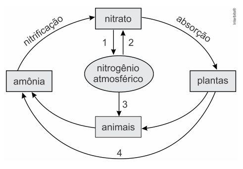 Nome: Nº 9º Ano Data: / / 2018 Professores: Amanda, Marco e Thierry Nota: 1. ( UNICID - Medicina) O esquema ilustra de forma simplificada o ciclo do nitrogênio.