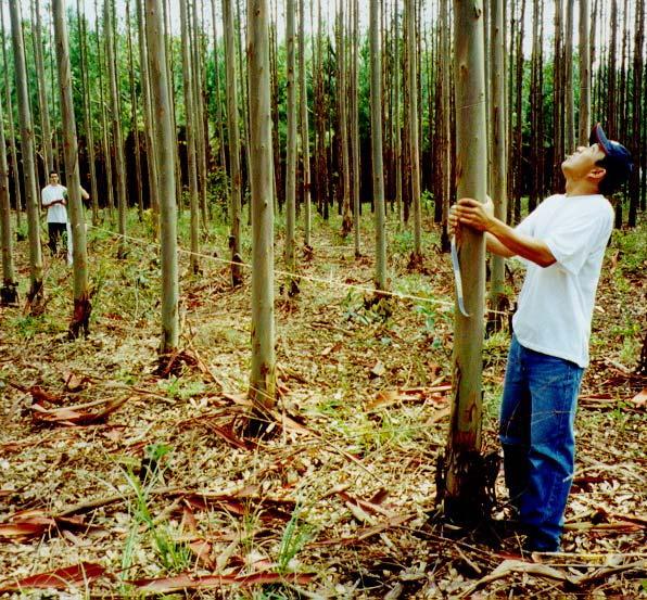 Estação Experimental de Ciências Florestais de Itatinga,, SP Interação forte com outras universidades (ex.