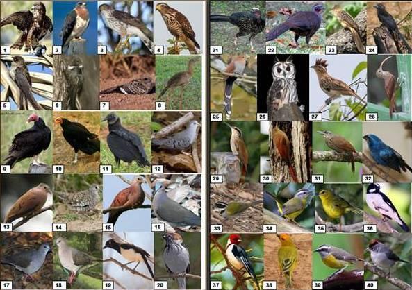 Figura 3. Exemplo de pranchas de fotos das aves da região e aves de outras regiões do mundo (controle), utilizadas para checklist.