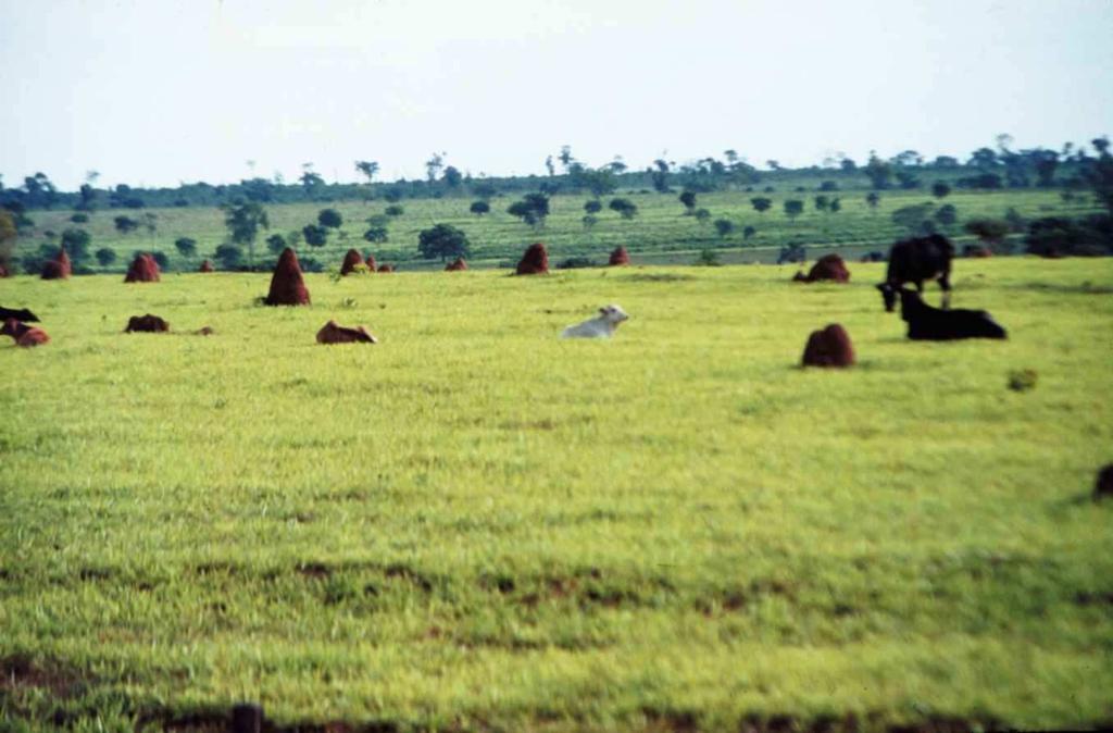 Recuperação de Pastagem Degradada Área estimada em 40 milhões de