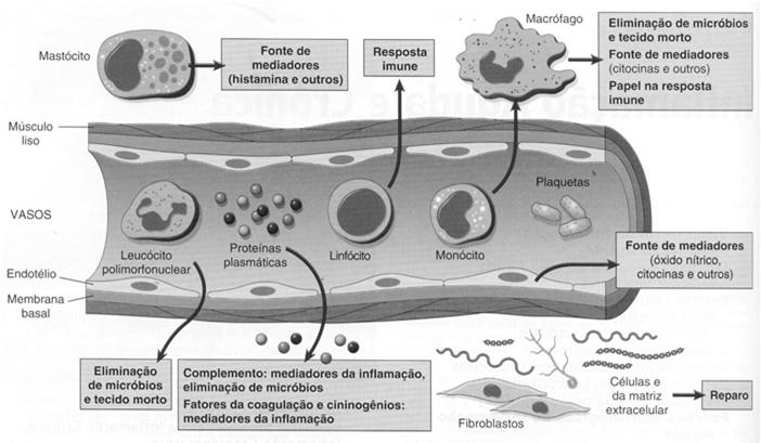 Componentes da Inflamação e suas funções Origem