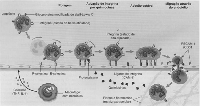 Transmigração de leucócitos Macrófagos