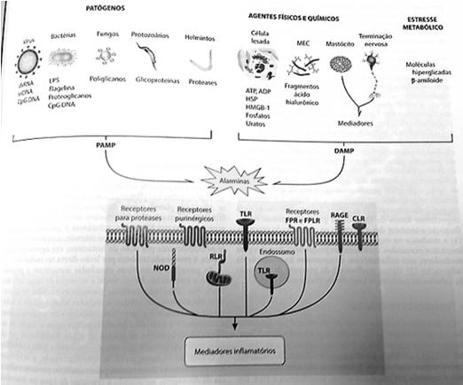 v=zuufdp87ssg Ensaio in vitro adicionando um estimulo quimiotático para ver neutrófilos humanos migrarem em diferentes