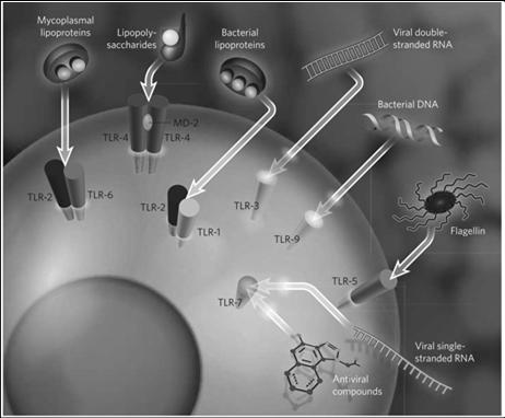 PARA RECONHECIMENTO DE PADRÕES (PRR) Receptores Tipo-Toll