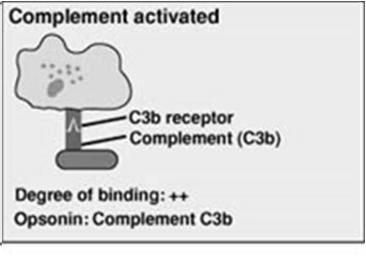 Adesão TLR = Toll like receptor Receptor TLR Além dos TLR