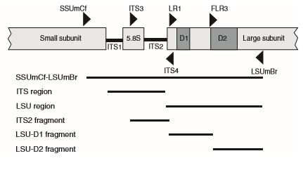 Identificação por biologia molecular Uso do fragmento de DNA identificador ( DNA Barcode ) de 1500 pb amplificado pelos primers SSUmCf e LSUmBr