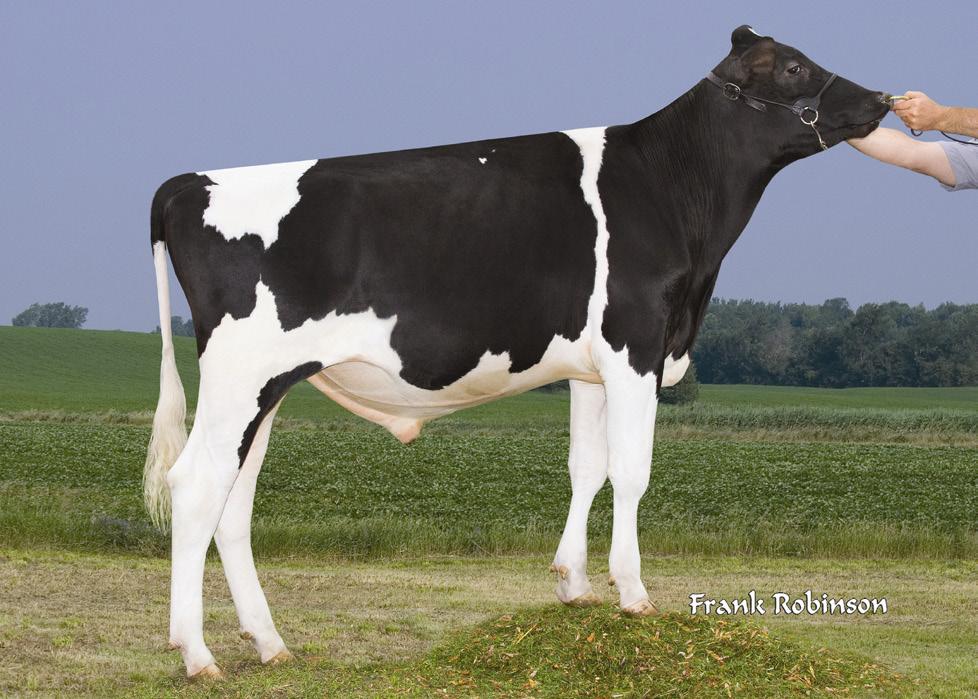 200HO3730 TOUROS PROVADOS POR FILHAS MANCHILD (JEEVES x BOLTON x SHOTTLE x DURHAM) Com 2068 de TPI, este é um dos primeiros filhos de Jeeves, provado.