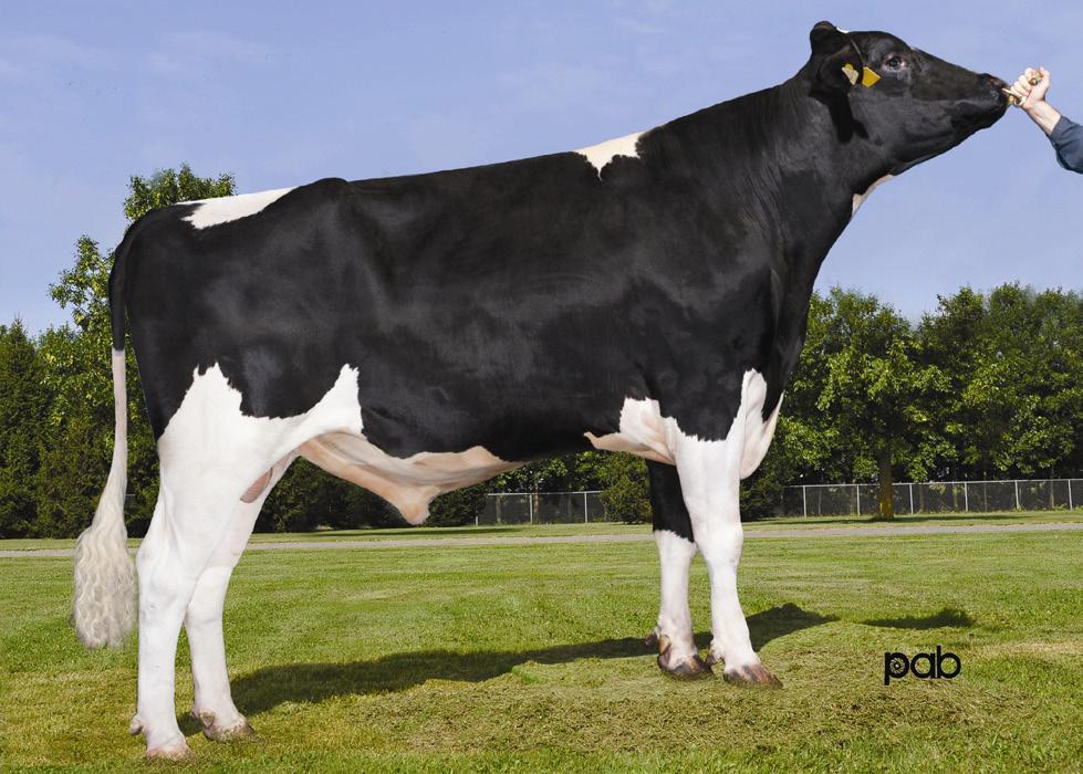 200HO6123 BLUFF SOCRATES x OUTSIDE x RUFDOLPH x BELLWOOD 200HO6161 GRANDPRIZE PLANET x SHOTTLE x GARTER x MANFRED 200HO6228 MURDUCK BALTIMOR x GOLDWYN x STORMATIC x LEE Bluff vem com 146 filhas