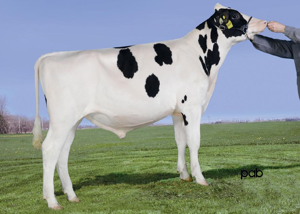 200HO10024 PURE Genética Resistentes a Doenças MOGUL x MAN-O-MAN x BAXTER x GOLDWYN TPI = 2.