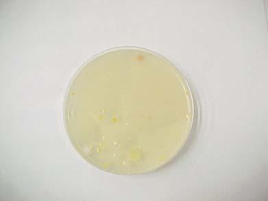 amostra para uma placa de Petri