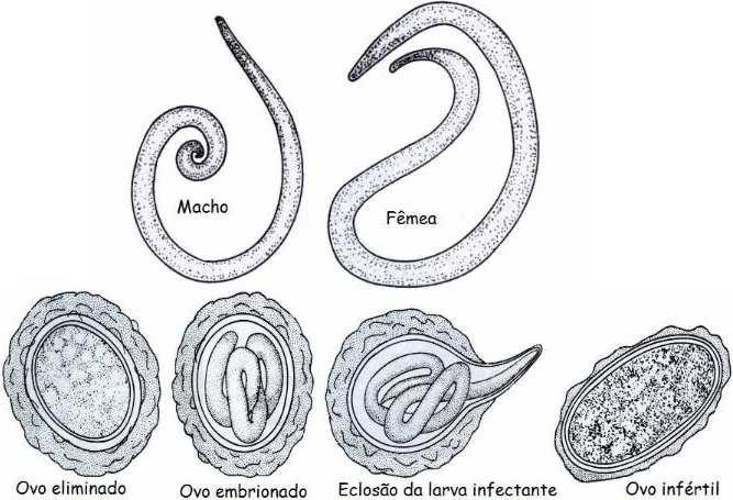 Extremidade posterior fortementeencurvada para a face ventral. Caráter sexual externoo diferencia facilmente da fêmea. Apresenta nacauda papilas pré e cloacais. http://fcfrp.usp.