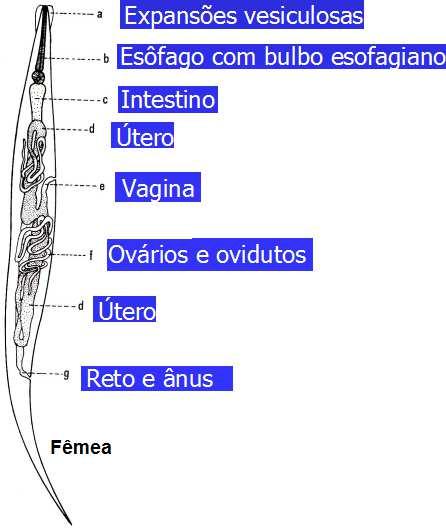 Enterobiusvermicularis Reino Animalia Filo Nematoda Classe Secernentea Ordem Ascaridida FamíliaOxyuridae Gênero Enterobius Espécie E.