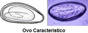 Possui membrana dupla, lisa e transparente. Na oviposição já apresenta larva no interior. http://www.coccidia.icb.usp.br/oxyuridea.