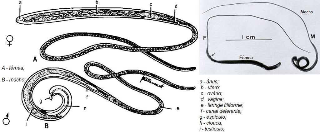 TRICHURÍASE Hospedeiro Intermediário: não há. Hospedeiro Definitivo: homem. Tecidos-Alvo no homem: intestino grosso (ceco e cólon). Forma infectante para o homem: ovo. Forma de infecção: ingestão.