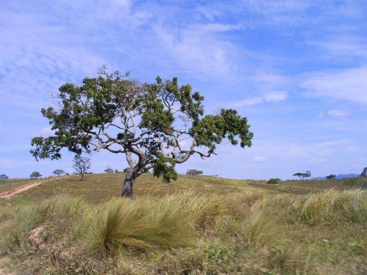 Vegetação típica do Cerrado: Arbustivo-herbácea,