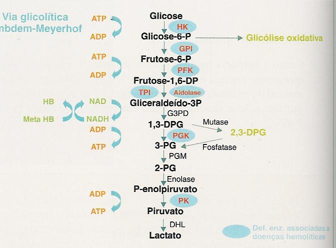 ENZIMOPATIAS do GV E Hexoquinase HK- GPI- Fosfoglucoisomerase PFK-