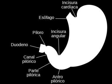 Esofagograma Meios de contraste: Sulfato de Bário 100% (pasta) Dose: 5 a 20 ml Soluções aquosas de iodo suspeita de perfuração esofágica Dose: 2 a 3 ml Esofagograma Técnica: RADIOGRAFIAS SIMPLES