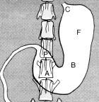 Ventro-Dorsal (VD): J conteúdo gasoso: antro pilórico, corpo líquido: fundo e cárdia