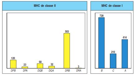 O MHC humano é altamente polimórfico Nº de genes