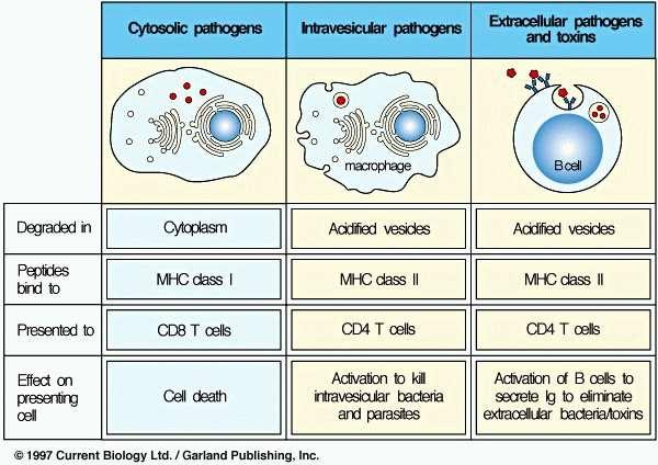Fig. - Os patógenos e seus produtos podem ser encontrados ou no citosol ou no retículo endoplasmático e a partir desses locais interagem com