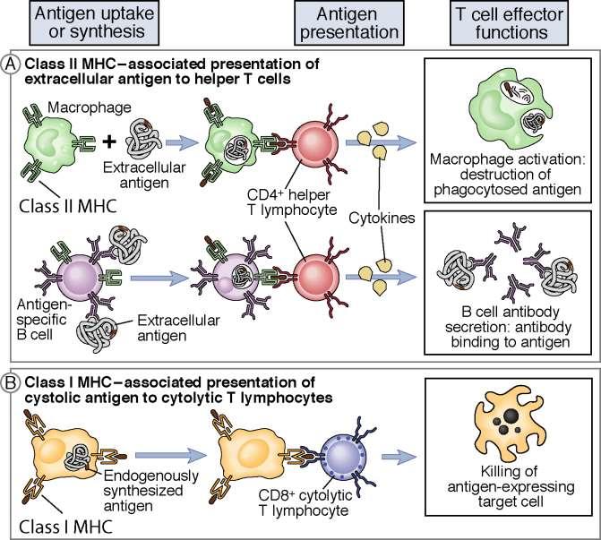 How class I- and class II-associated antigen