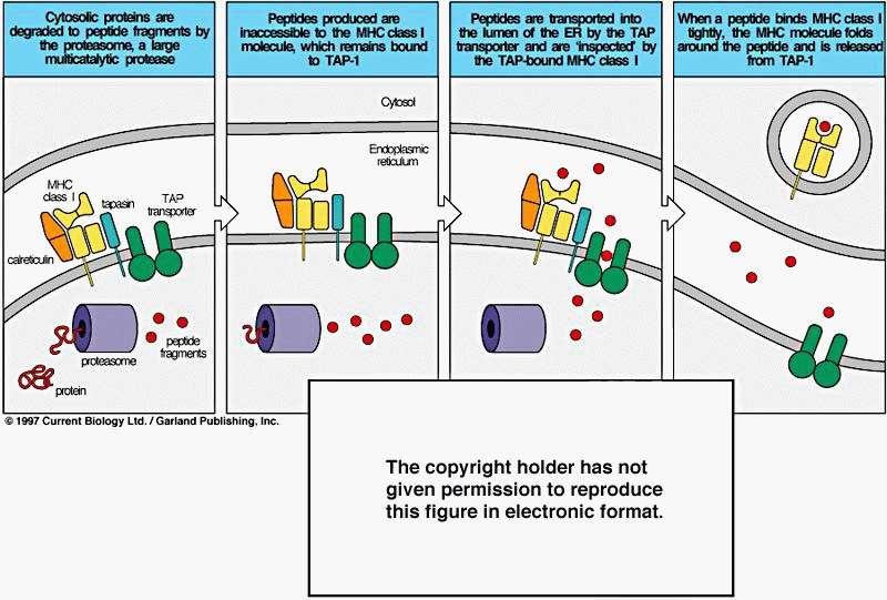 Fig. Degradação e transporte de Ags que se ligam a molécules de MHC de classe I. A fonte de peptídeos para se ligar ao MHC de classe I é a degradação de proteínas no citosol.