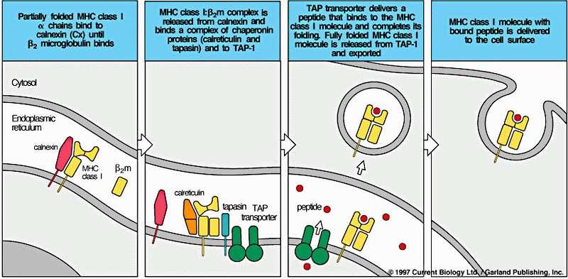 Fig. As moléculas de MHC de classe I não saem do retículo endoplasmático a menos que elas se liguem com os fragmentos peptídicos antigênicos.