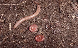 Manejo Ecológico do Solo.