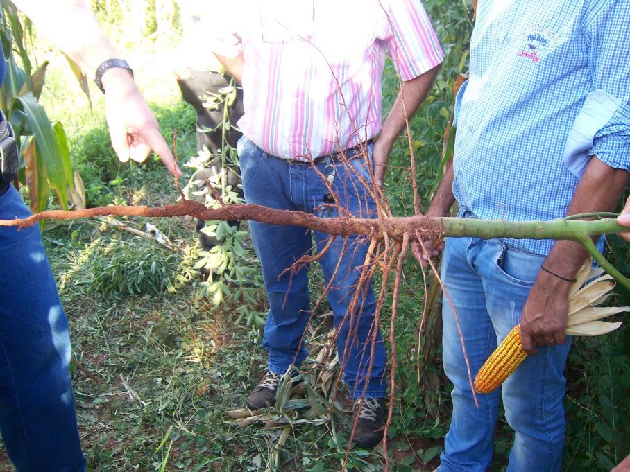 MANEJO ECOLÓGICO DA SUPERFÍCIE DO SOLO Rotação