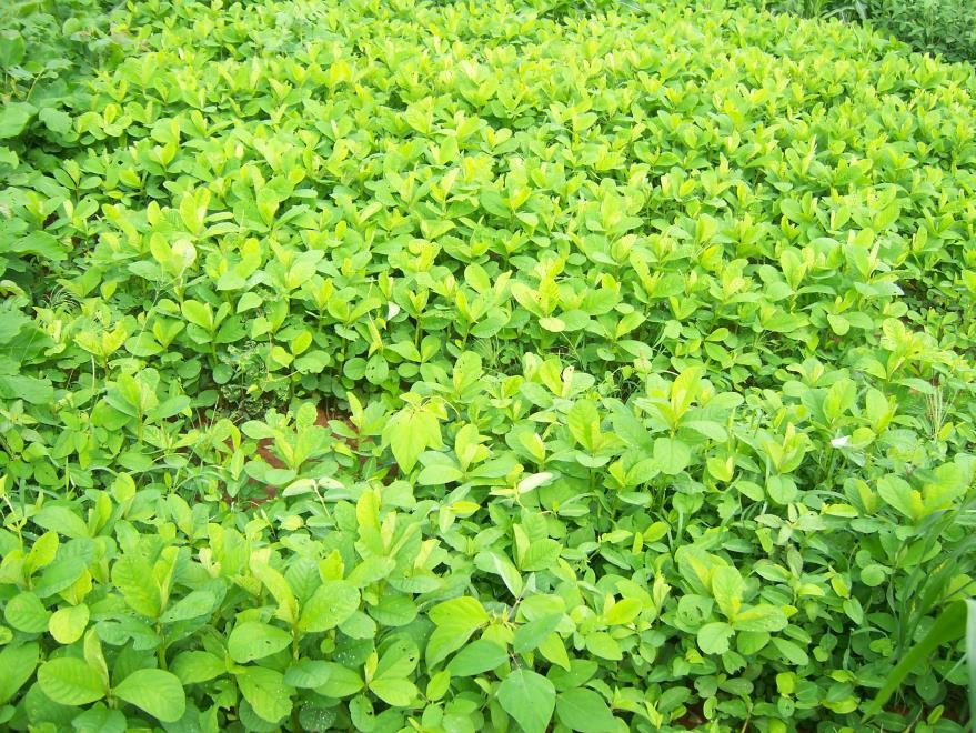 Práticas Agroecológicas Adubação Verde Em pré-cultivo -